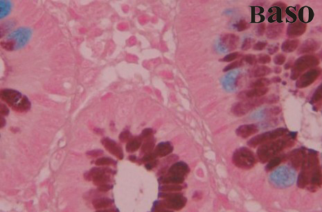 ���F����-�����{(HID-AB)ȾɫҺ